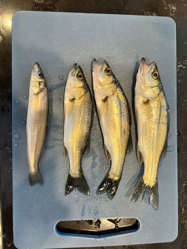 セイゴ（タイリクスズキ）の釣果