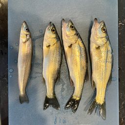 セイゴ（タイリクスズキ）