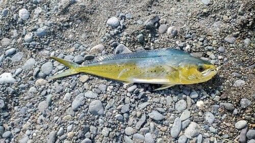 シイラの釣果