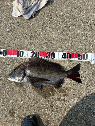 チヌの釣果