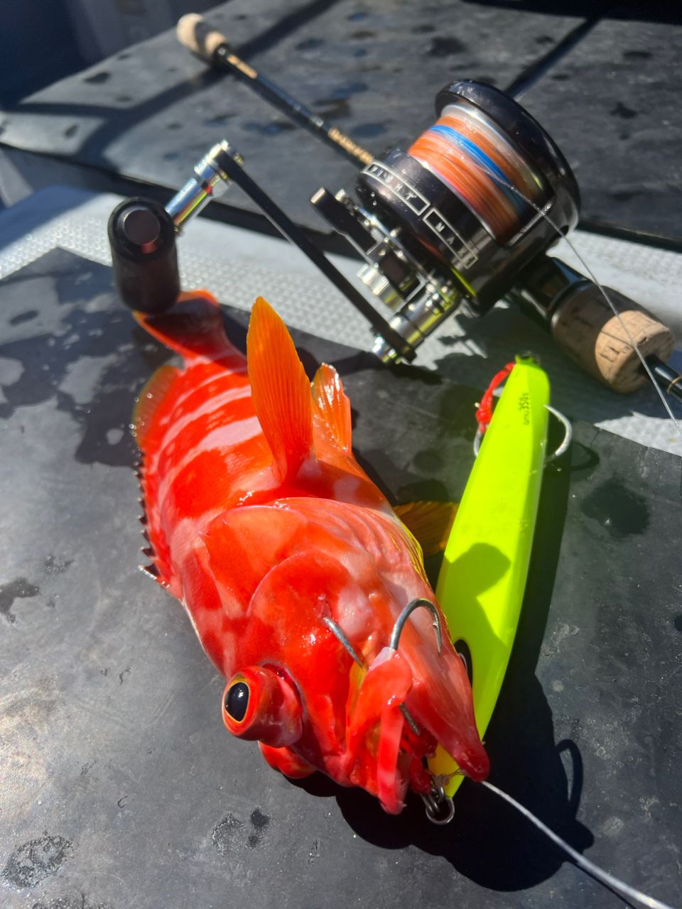 巧_TAKUMIさんの釣果 1枚目の画像