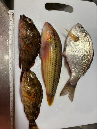ウミタナゴの釣果