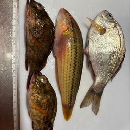 ウミタナゴ