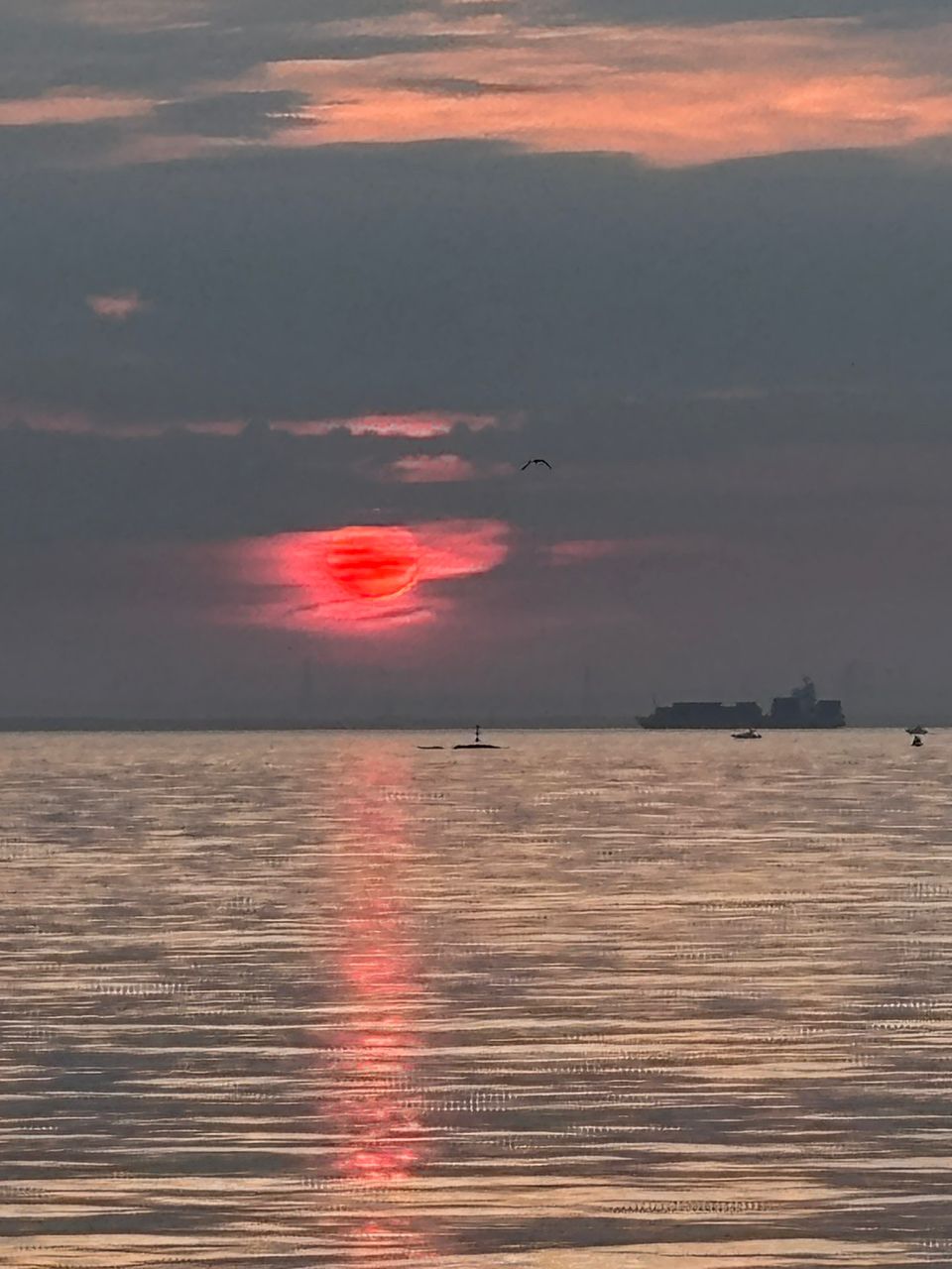 ウミタナゴ