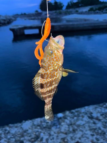 キジハタの釣果