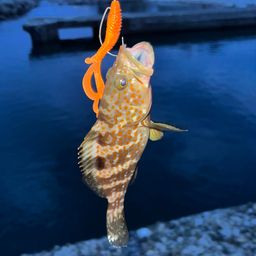 キジハタ