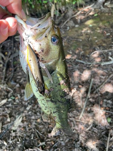 ラージマウスバスの釣果