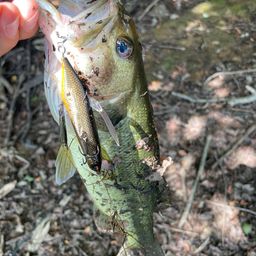 ラージマウスバス