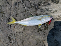 イナダの釣果