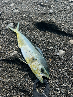 シイラの釣果