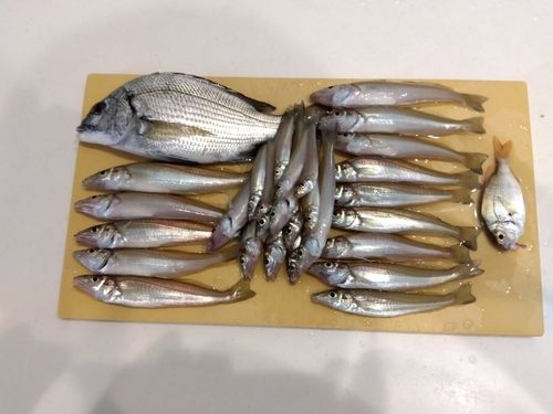 キスの釣果