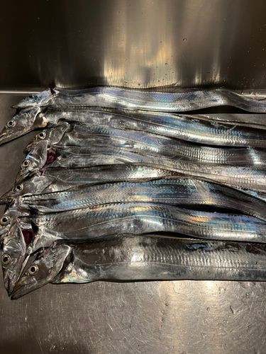 タチウオの釣果