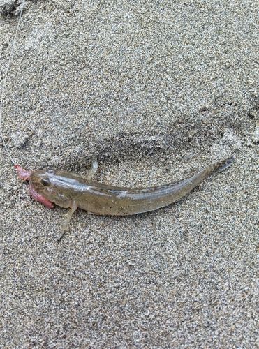 アナハゼの釣果