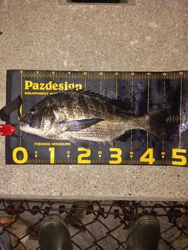 チヌの釣果