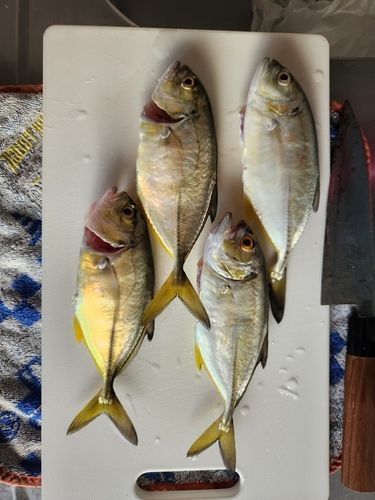 ギンガメアジの釣果