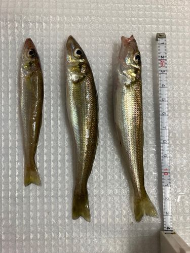 キスの釣果