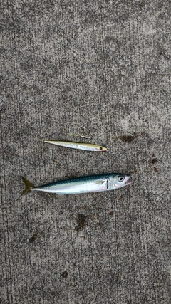 サバの釣果