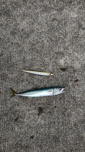サバの釣果