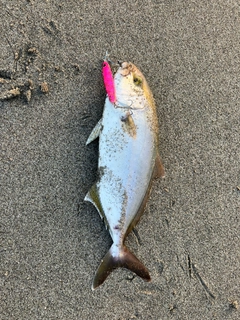 ショゴの釣果