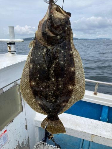 ヒラメの釣果
