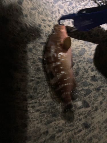 キジハタの釣果