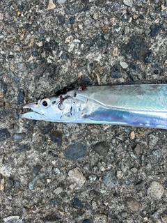 タチウオの釣果