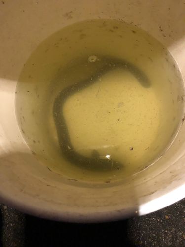 ウナギの釣果