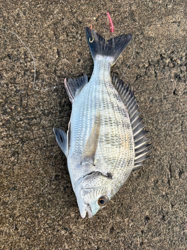 釣果