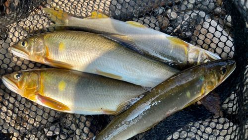 アユの釣果