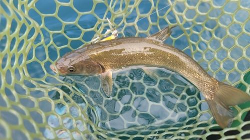 ウグイの釣果
