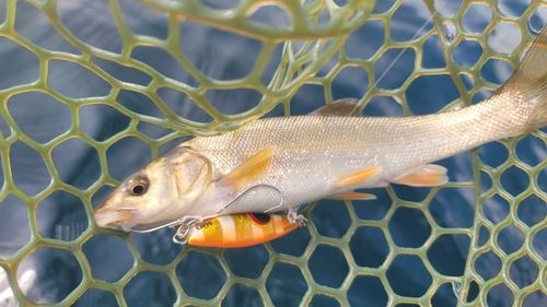 ウグイの釣果