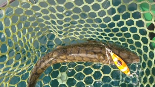ウグイの釣果