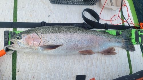 ニジマスの釣果