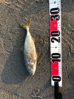 ワカシの釣果