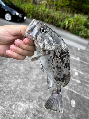 クロソイの釣果