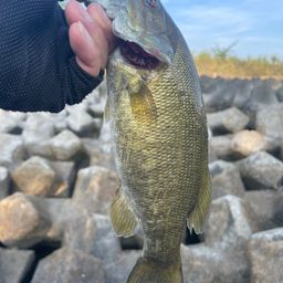 スモールマウスバス