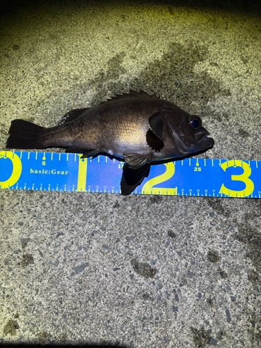 メバルの釣果