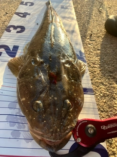 マゴチの釣果