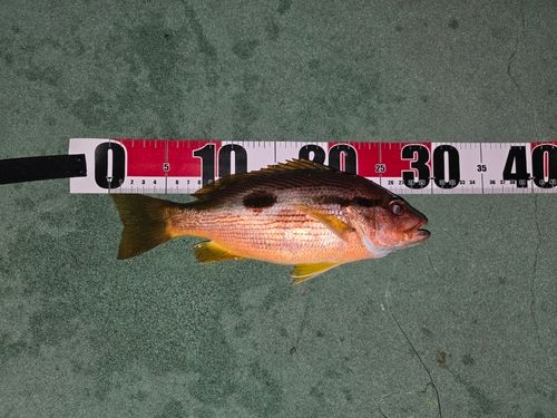 ヨコスジフエダイ