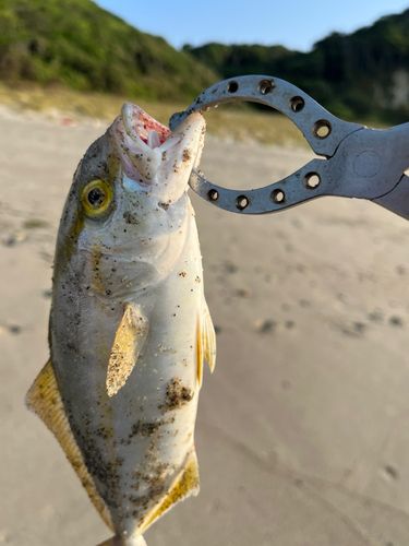 ショゴの釣果
