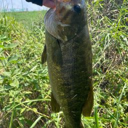 スモールマウスバス