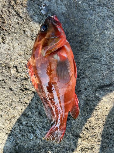 アカハタの釣果