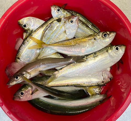 サッパの釣果
