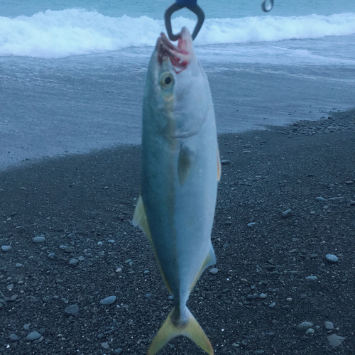 ワカナゴの釣果