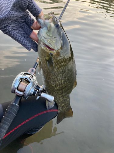スモールマウスバスの釣果