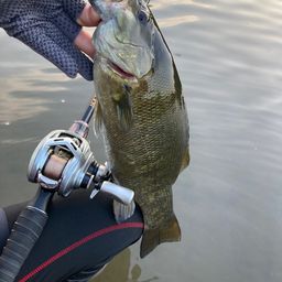 スモールマウスバス