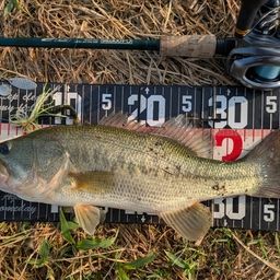 ラージマウスバス