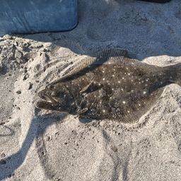 ヒラメ