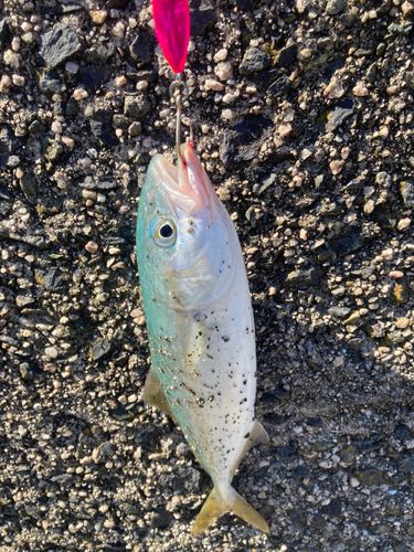 ツバスの釣果