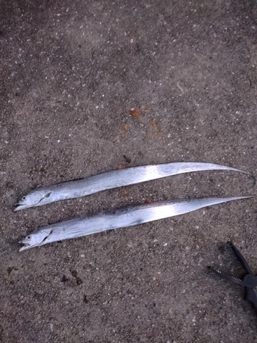 タチウオの釣果